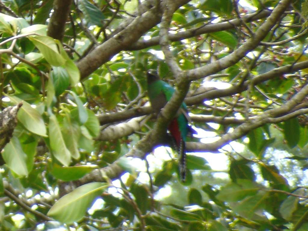 Quetzal 1