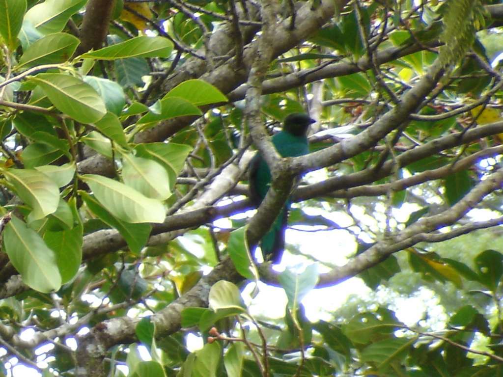 Quetzal 4