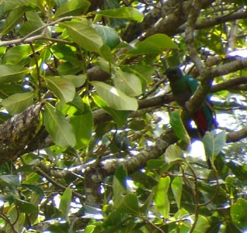 Quetzal 2