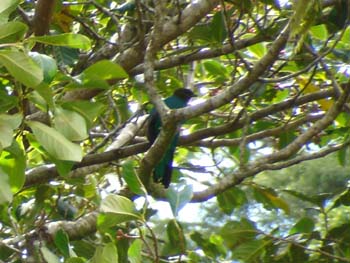 Quetzal 3