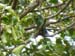 Quetzal 1