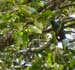 Quetzal 2