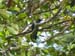 Quetzal 3