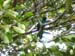 Quetzal 4