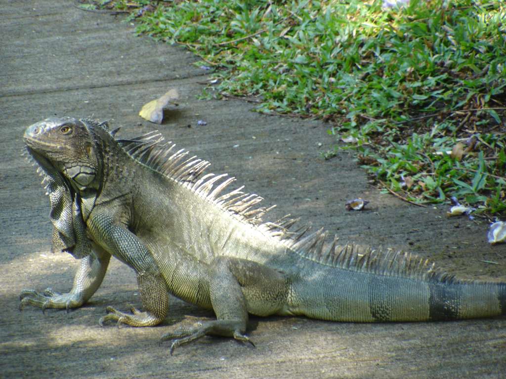 Iguana