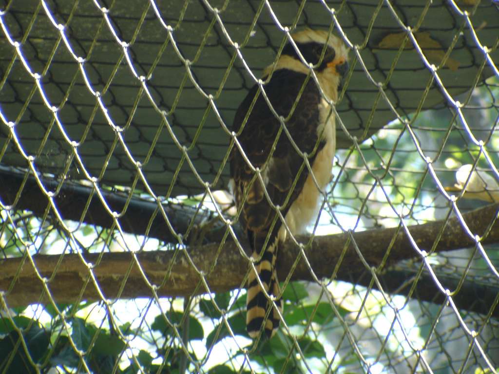 Laughing Falcon