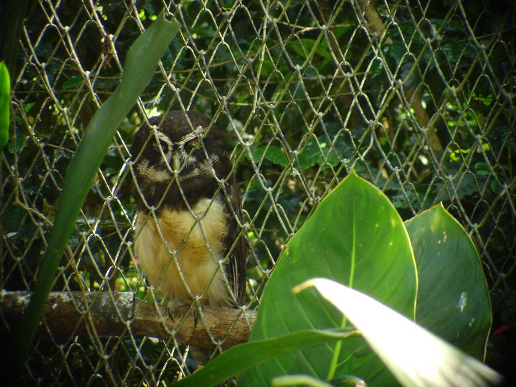Spectacled Owl