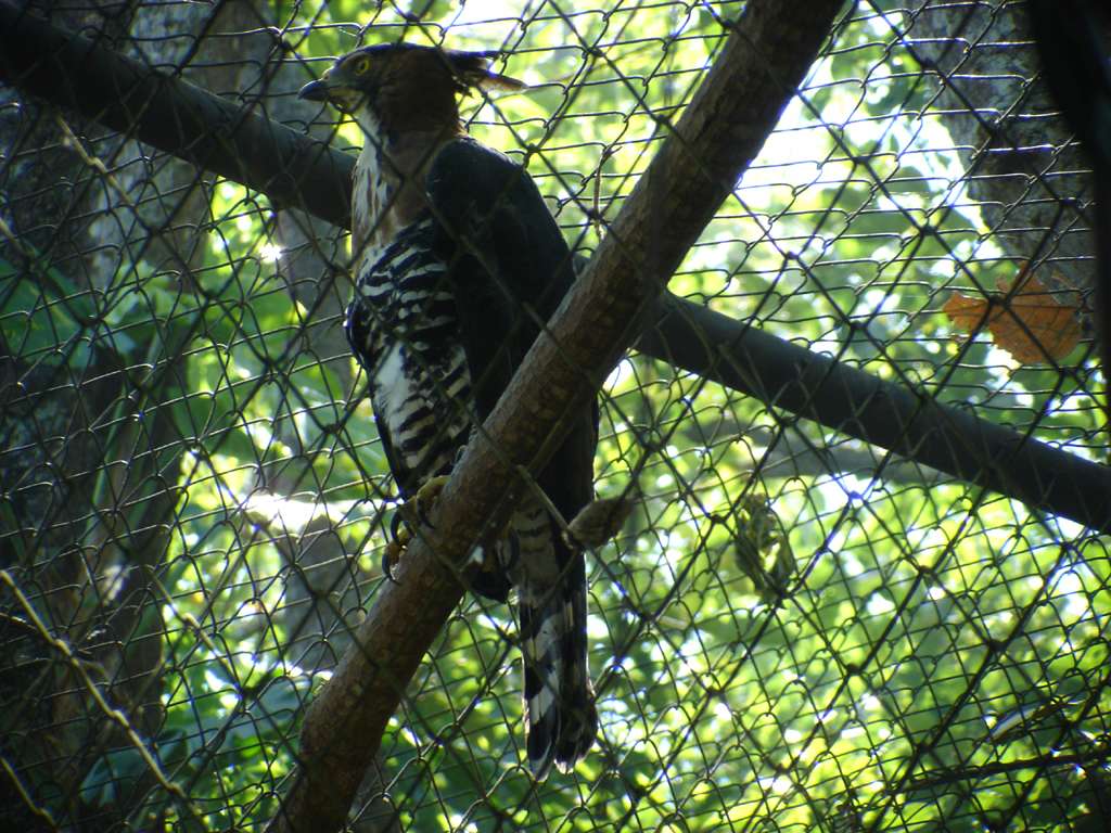 Ornate Hawk Eable