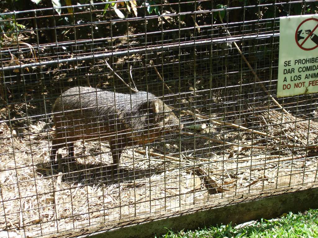 Small Costa Rican Pig