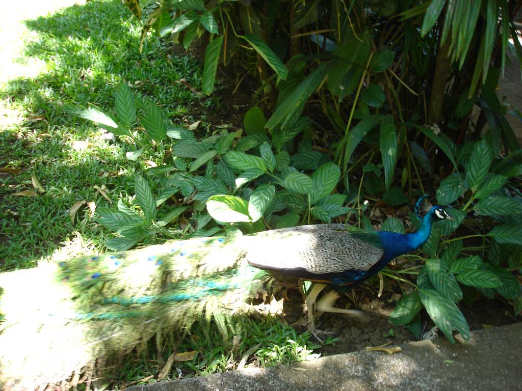 Peacock