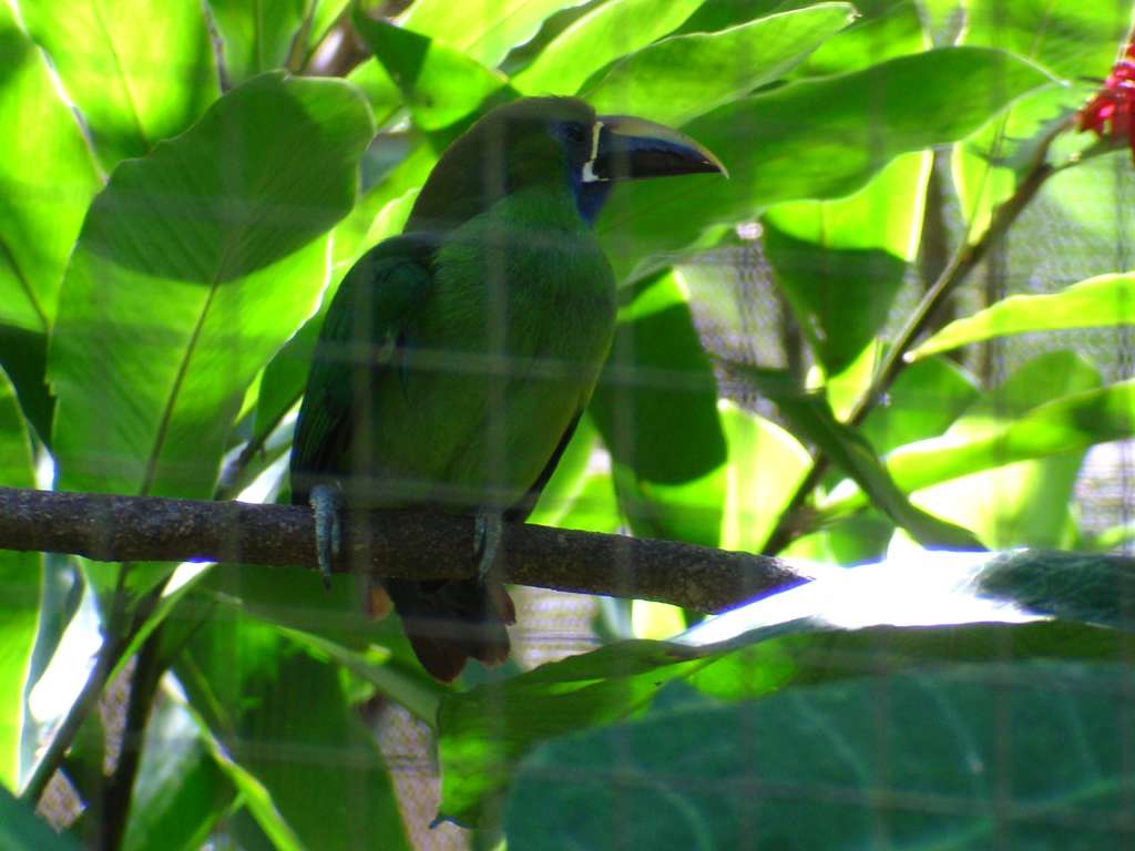 Pretty Bird