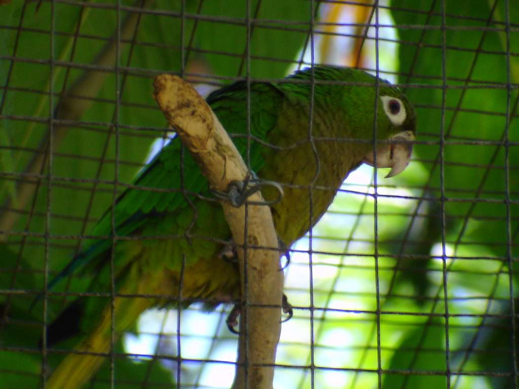 Green-Cheeked