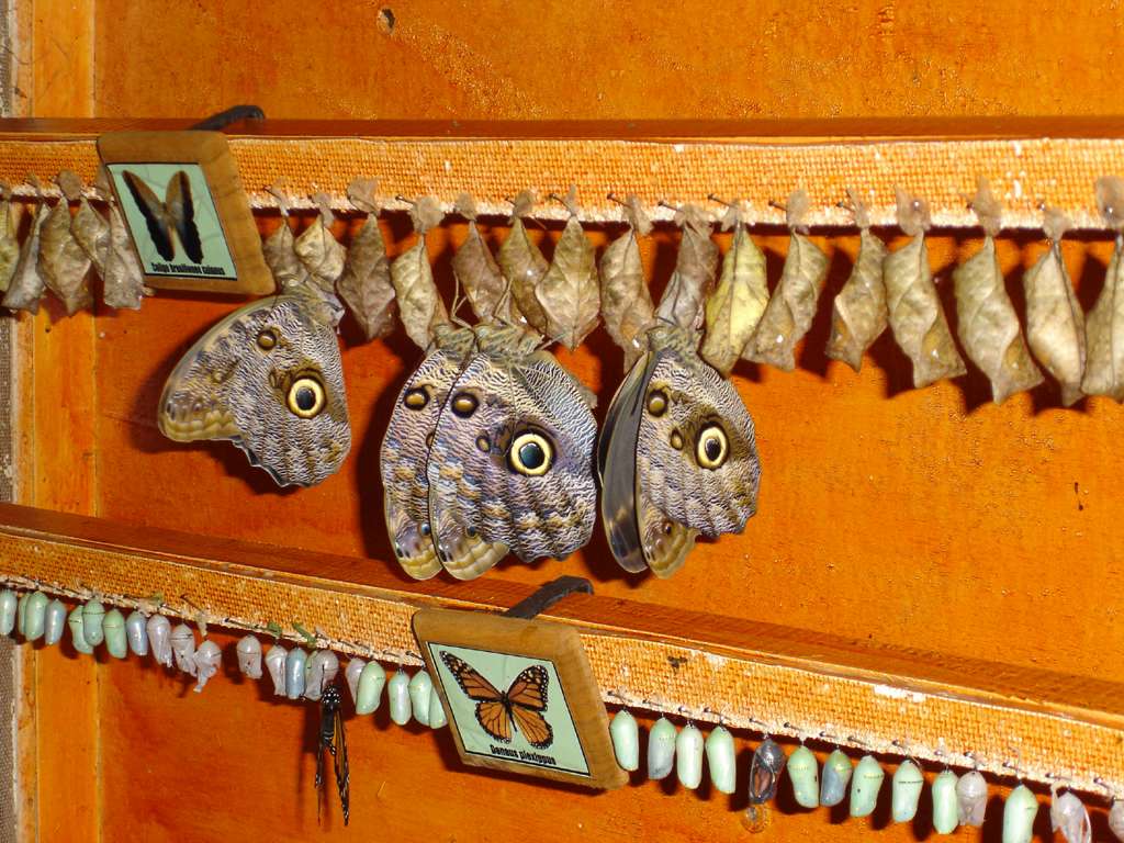 Butterflies Hatching