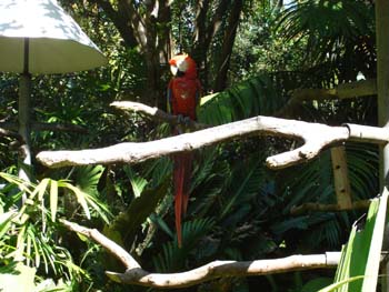 Scarlet Macaw