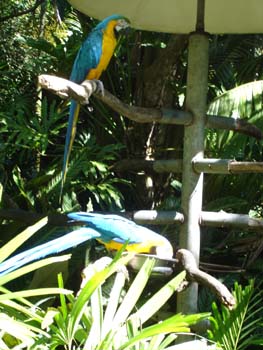 Blue & Gold