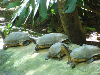 Turtles