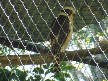 Laughing Falcon