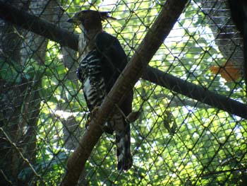 Ornate Hawk Eable