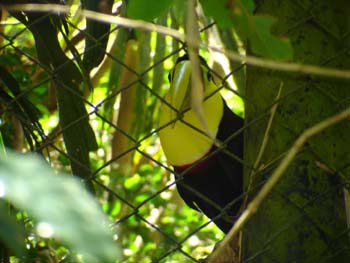 Toucan
