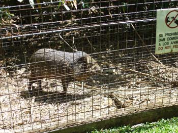 Small Costa Rican Pig