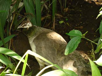 Peahen