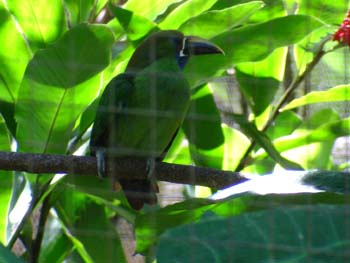 Pretty Bird
