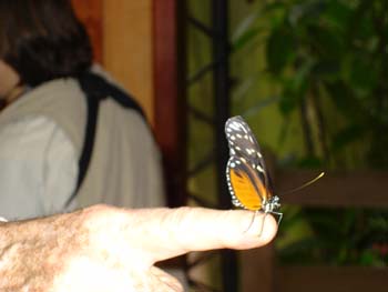 Butterfly on Tom's Hand
