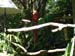 Scarlet Macaw
