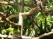 Amazons