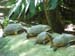 Turtles