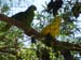 Birds Flirting