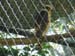 Laughing Falcon
