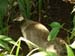 Peahen