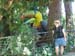 Giant Toucan