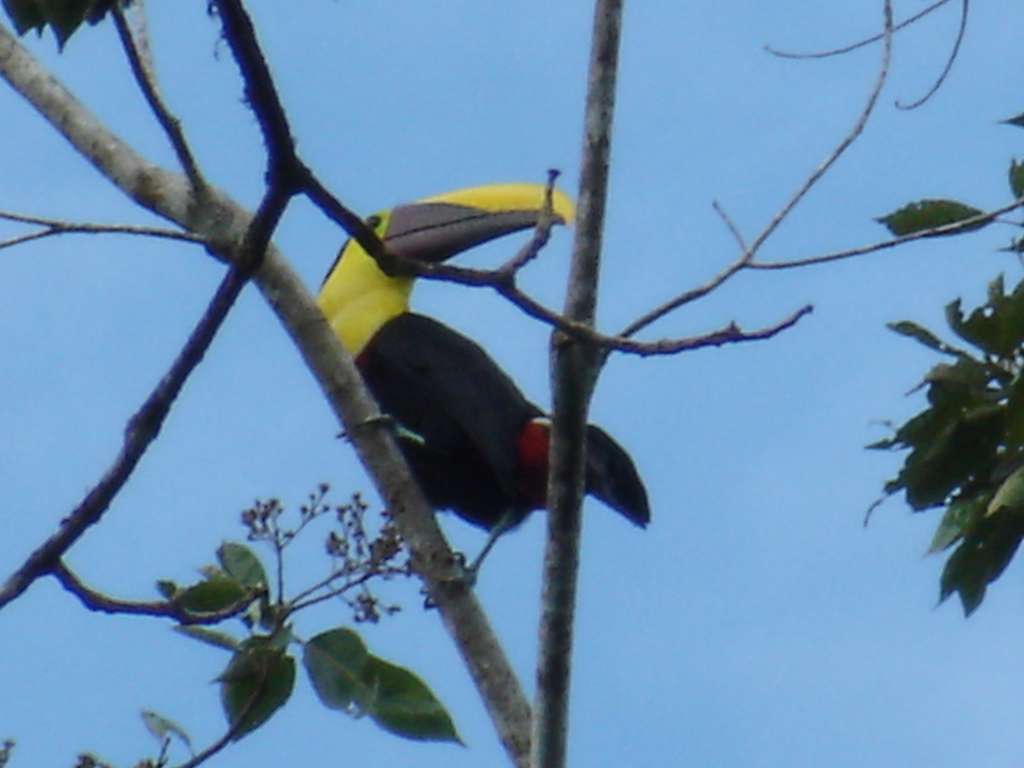 Chestnut Mandible Toucan
