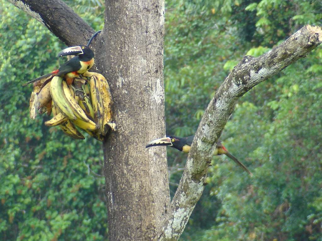 Aracari Pair