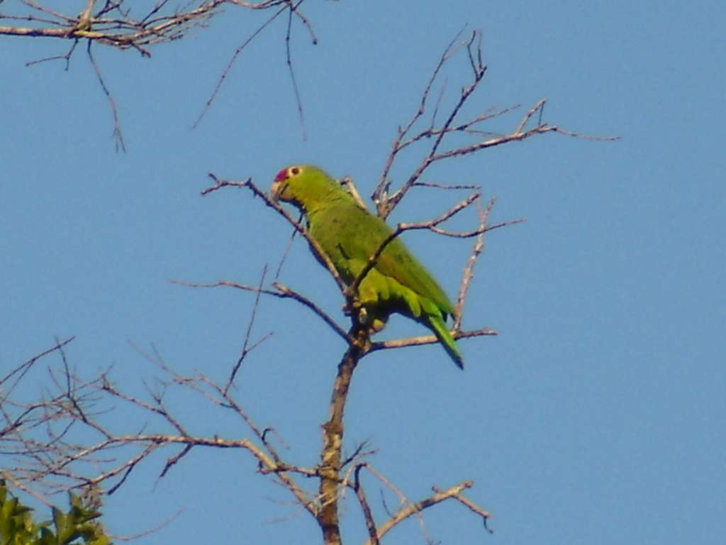 Red-Lored Amazon