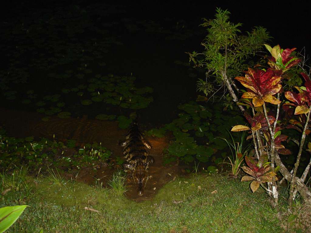 Caiman at Night