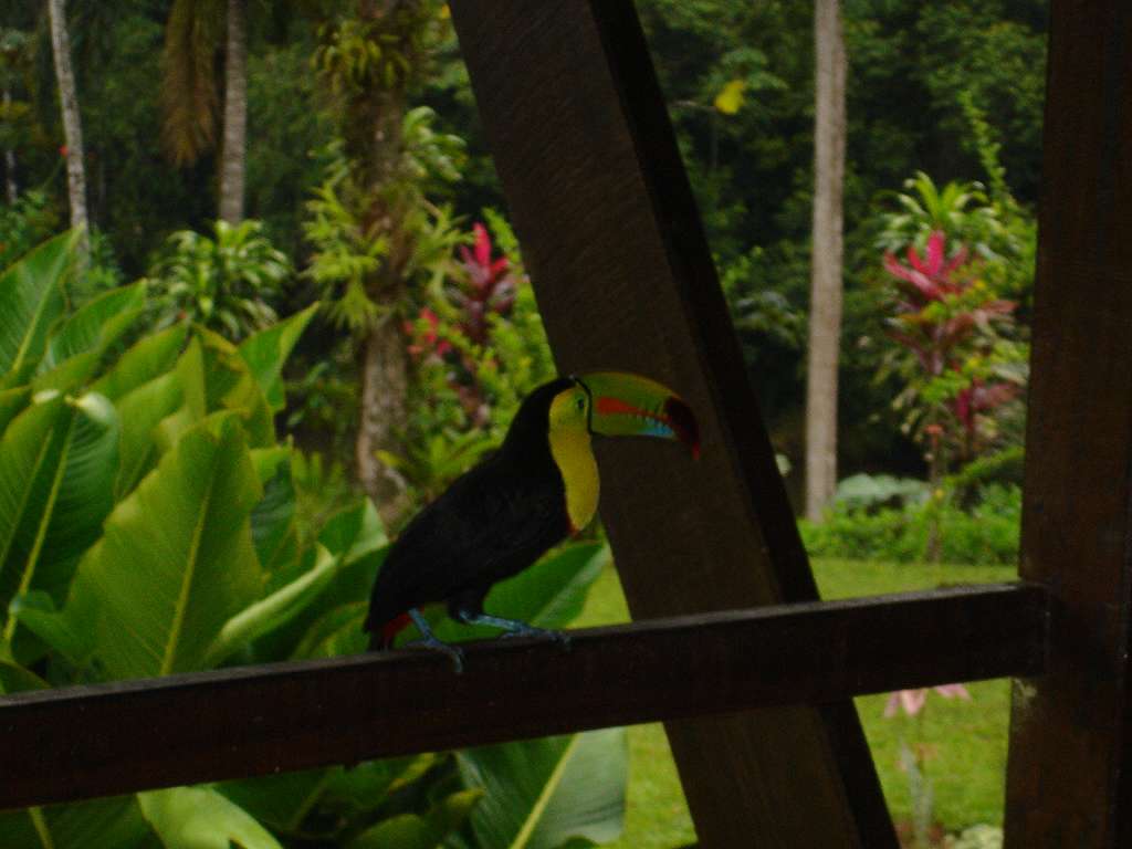 Keel-Billed Toucan
