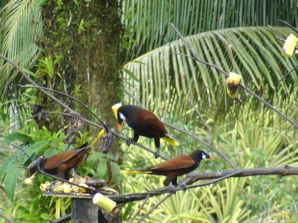 Montezuma Oropendola