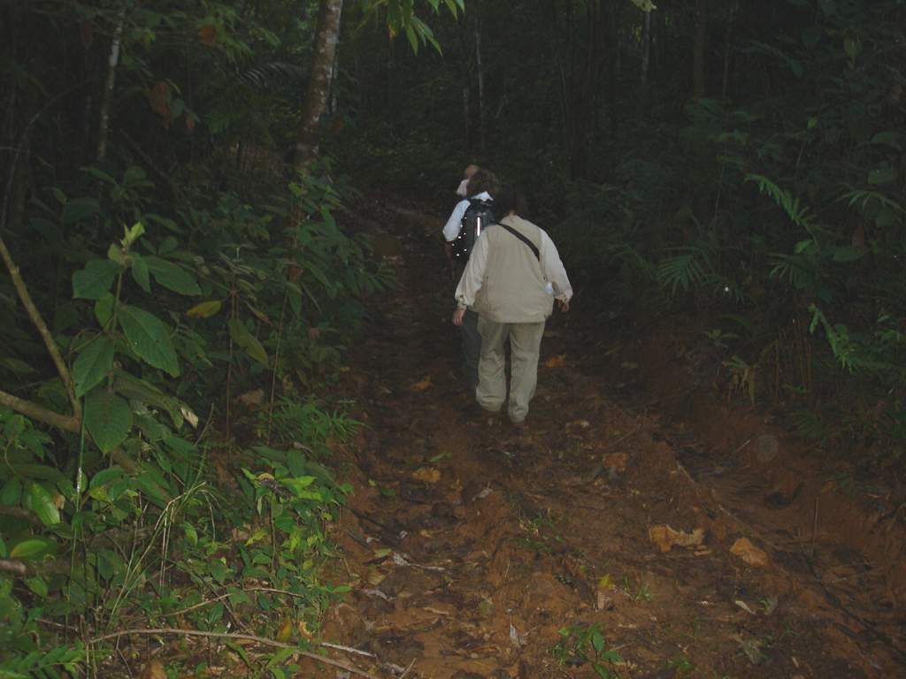 Into the Jungle