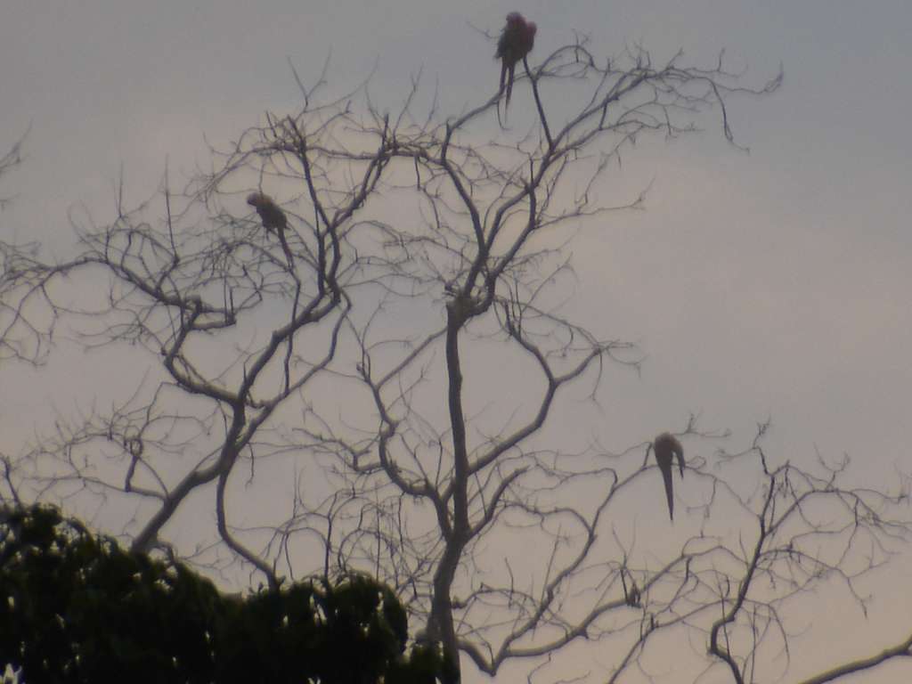 Non-Existent Macaws