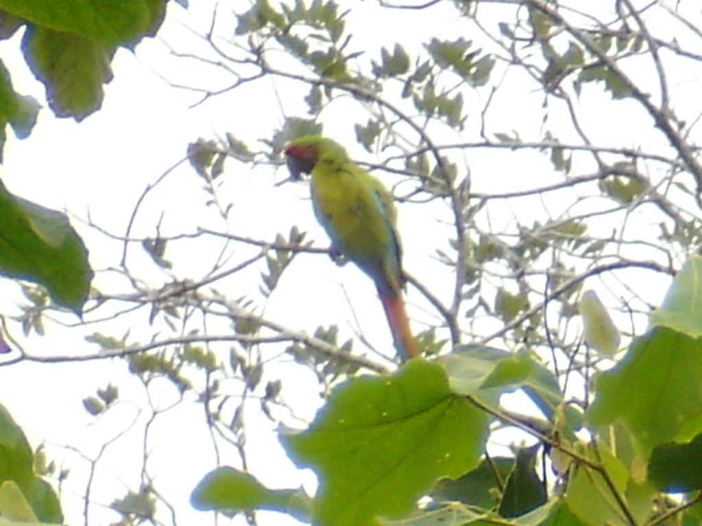 Great Green Macaw