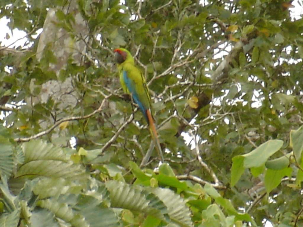 Great Green Macaw 2