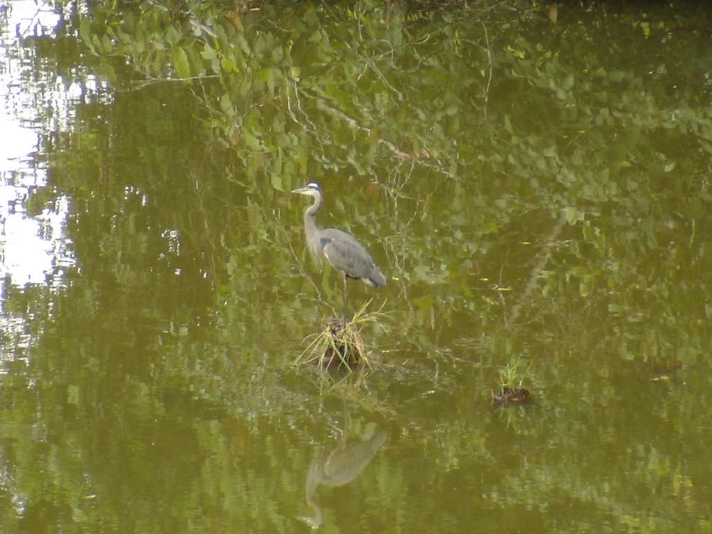 Blue Heron