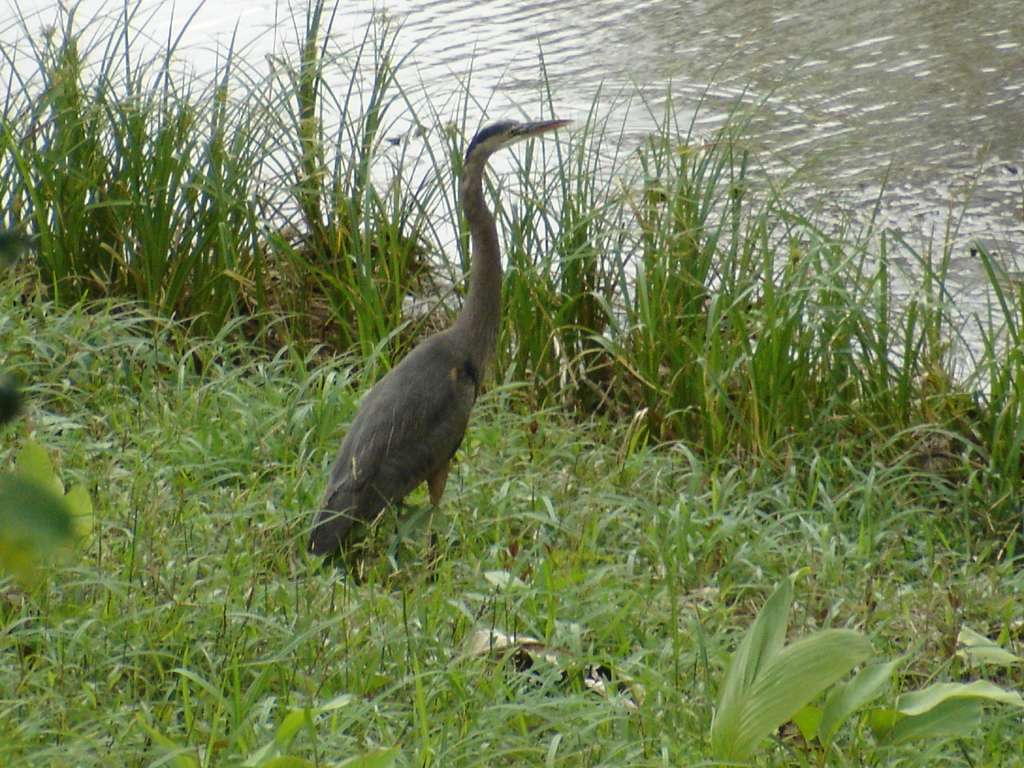 Blue Heron 2