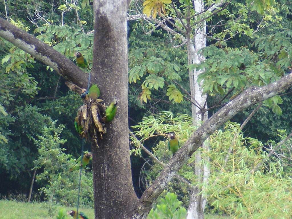More Brown-hooded Parrots