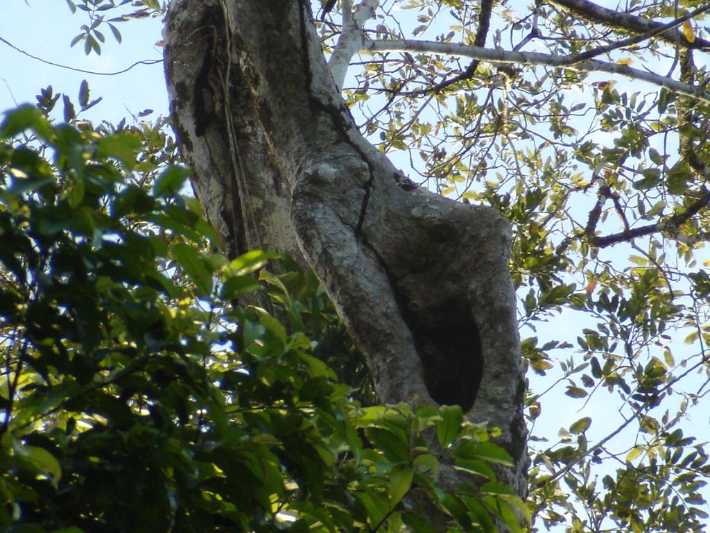 Nesting site of the Great Green Macaw