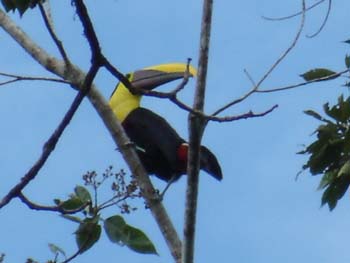 Chestnut Mandible Toucan