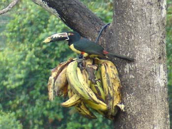Collared Aracari